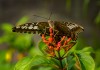 Butterfly in Thailand 